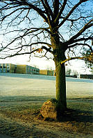 B31950_Rosk.Højskole, Kvindeegen, 1995.tif